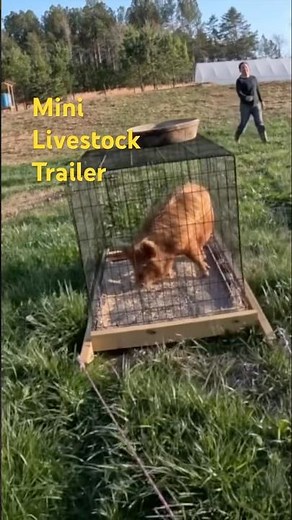 Mini Livestock Trailer to Move Small Farm Animals with No Tractor
