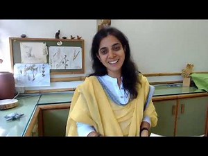 बहावा - Bahawa