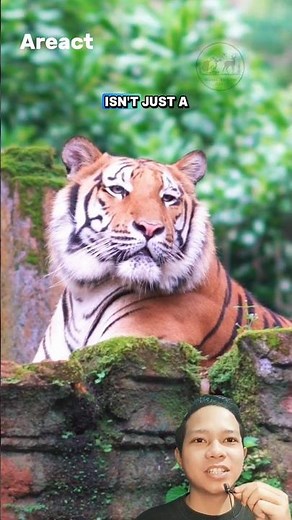 The Sumatran Tiger — Indonesia’s Fiercest and Rarest Big Cat!