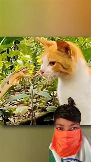 Cat Vs Snake 🐱🐍 Who Wins And Why? #shorts