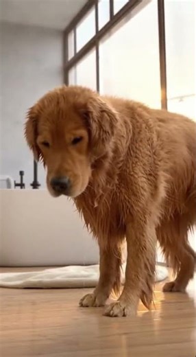 Golden Retriever Shakes Off Bath Water—Pure Cuteness! 🐕💦