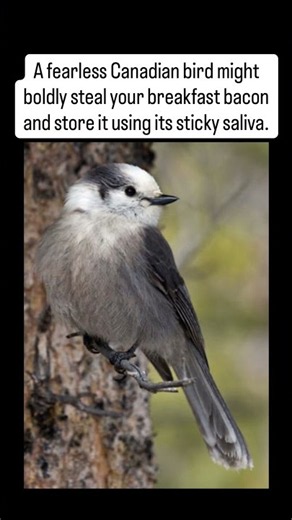 Canada!