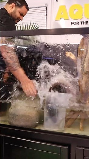 Flaco with the hole-in-1 🤦🏼‍♂️🤣#arowana #aquariumhobby #aquariumlife #silverarowana