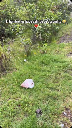 LOS CALLEJERITOS SIN HOGAR🐕 on Instagram: "Si ven perritos en las carreteras por favor denle un poquito de comida, a veces es lo único que comen después de días😭🙏🏼 Si desean apoyar lo que hacemos acá están nuestras cuentitas de apoyo🥺🙏🏼 Yape/948533819 nombre Los Callejeritos sin hogar Plin/ 993058135 nombre Honorata Saume Yucra PayPal : Honorata Saume Yucra https://www.paypal.me/Sarasaume Ct. Bcp: 1926929959083 BCP CCI: 002192006929959083317 Zelle: 5714420766 Cashapp: $Callejeritos"