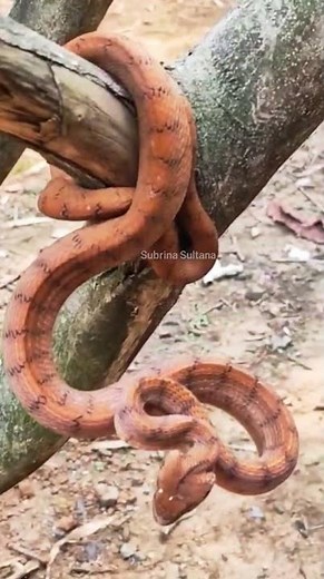 Fascinating Amazon Tree Boa | The Camouflaged Hunter of the Rainforest #snakelovers #wildlife