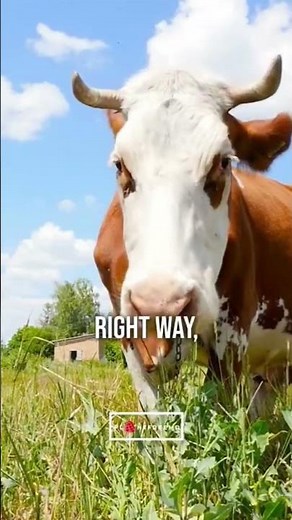 Carnivores and Vegans Have The Same Motivations