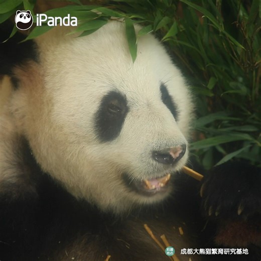 11K views · 1.6K reactions | Say hello to panda Wu Yang! The heart...