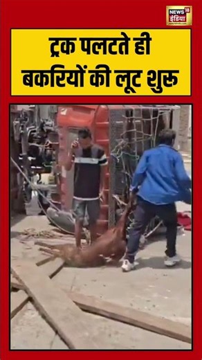 Viral Video | ट्रक पलटते ही बकरियों की लूट शुरू | #viralnews | #viralshorts