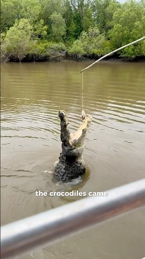Jumping crocodile cruise in Darwin, Northern Territory Australia!