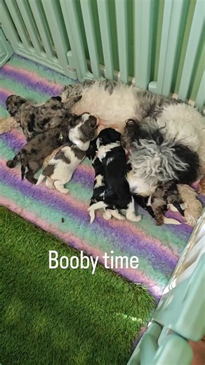 Sheba's Gems Cavoodles on Instagram: "Twinkle clearly can't decide whether she wants to play with mumma or go for a milk bar. Mumma slightly neglected them for last few hours as chewing her bone had more appeal than feeding the crazy bunch. All I hear now is grunts and slurping. They sound so funny when older while nursing. 😍 #puppyoftheday #cavoodles #cavoodlepuppies #ResponsibleBreeder #designerbreed"