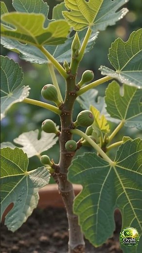 How to Grow Fig Tree in a Pot! 🍈🌱 #gardening