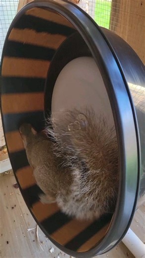 Pixie & Parker are keeping busy in their pre-release enclosure! The forecast looks pretty rainy this week, but Monday the 20th is looking like it might be the best date to finally open the doors and let these guys have their freedom! #babysquirrel #babysquirrels #easterngreysquirrel #squirrelrescue #squirrelrehab #wildliferehabilitation #wildliferehab #wildliferehabilitator #squirrelsofinstagram #squirrelvideos #squirrelsoffacebook #pixiesquirrel #parkersquirrel | chipchloesquirrel