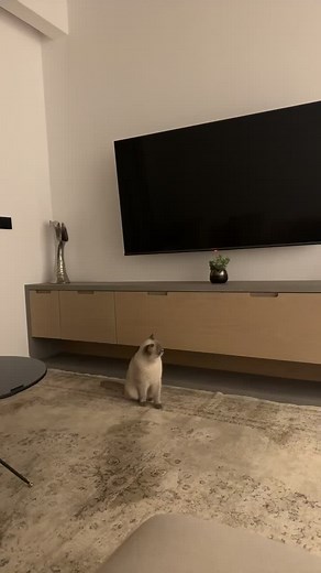 bombastic side eye 😹#greybritishshorthair🥰 #catlovers #videofunnytiktok😎😂