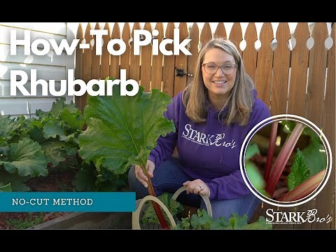 How to Pick Rhubarb - No Cut Method