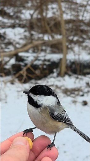 Black-capped Chickadee with white feathers on the head 🧐 4K