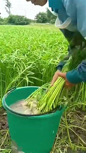 Harvesting kale at full maturity for fresh and healthy produce