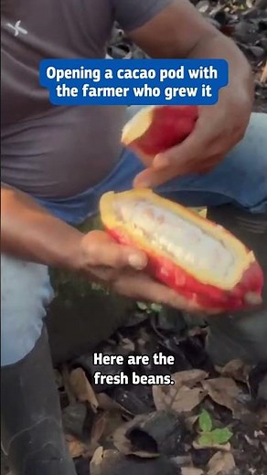 Opening a cacao pod with the farmer who grew it