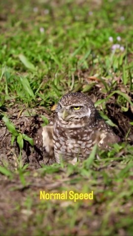 Burrowing owls protected species status and research permits explained