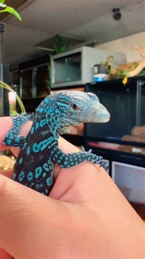 Blue tree monitor (Varanus Macraei) is a striking, endangered monitor lizard from Indonesia’s Batanta Island known for its vibrant blue and black spotted coloration arboreal lifestyle and prehensile tail used for climbing. This diurnal reptile is an agile climber spending most of its life in trees and is considered challenging to keep as a pet due to its specific needs for a large humid vertical enclosure. #blue #tree #monitor #varanusmacraei #reptile #lizard #exotic #rare #animals #pet #fyp #tr