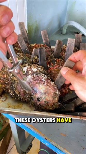 We began operating our pearl farm in the early 1990s, a time when the value of pearls per gram exceeded that of gold. This