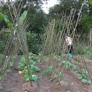 How to make a climbing vine for cucumbers | Viral Home | Facebook
