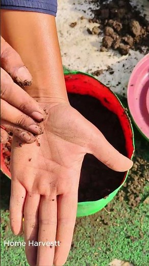 🍅 Surprise Tomato Plant Growth Hack! Watch What I Did 🌱