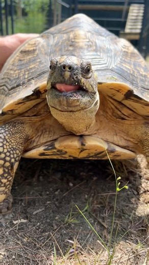 177K views · 10K reactions | Savanna, the beautiful African leopard tortoise! ❤️ | Garden State Tortoise | Facebook