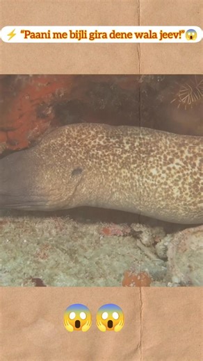 Paani Me Bijli Girane Wala Jeev! ⚡ Electric Eel Ka Power 😱 #Shorts
