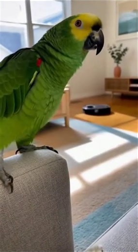 “Parrot Fights a ROBOT Vacuum Like It’s a Monster – Funniest Reaction Ever! 😂🤖🦜” #talkingparot