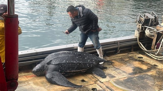 Endangered leatherback turtle rescued from fishing net