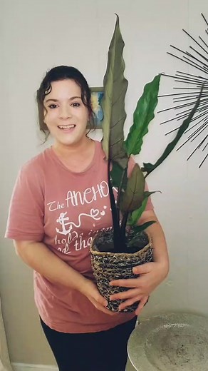 Cuidado de la Alocasia Lauterbachiana: La espada púrpura