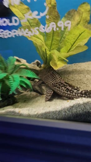 2.4K views · 20 reactions | Let's talk about the common pleco!!! | Fishy Business | Facebook