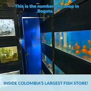 60K views · 2.2K reactions | Inside the #1 EXOTIC Fish Store In Bogota, Colombia! | CoralFish12g | Facebook