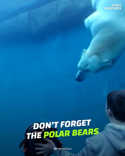 995K views · 10K reactions | When Zoo Animals Attack #CrazyCreatures | Crazy Creatures | Facebook