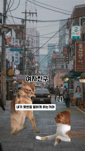 여자 친구와 점심 뭐 먹을지 얘기하는데.. #고양이밈