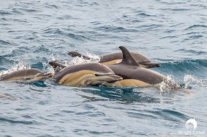 Virginia Beach Pelagic Wildlife Exploration | Rudee Tours