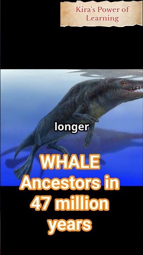 ‎This Creature Walked… Then Became a Whale 🐋#whales #animals #wildlife #prehistoricanimals