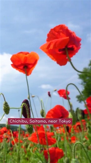 Near Tokyo🌸Poppies in the Sky 2026 (06)🌿picnic lunch at "Poppies in the Sky"