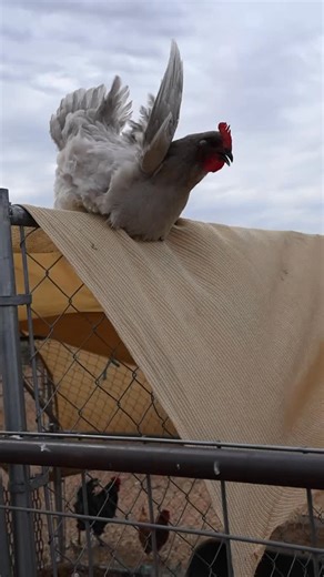 2K views · 19 reactions | ️ All jokes aside — we’re open rain or shine! We can’t wait to see you this weekend and support our amazing local small businesses. The good news? The forecast is showing a break in the rain for both Saturday and Sunday! ☔️ So grab your umbrella, throw on those rain boots, and come enjoy the markets with us!  | Get Local AZ Farmers Markets / Momma's Organic Market | Facebook