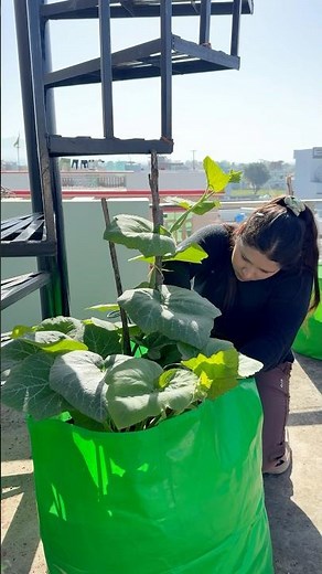 Zucchini pollination problems #gardening #youtubeshorts