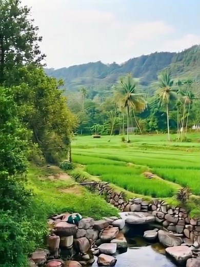 Peaceful Paddy Field & Forest Scene 🌾 Calm Water Flowing in Nature’s Serenity #paddyfield