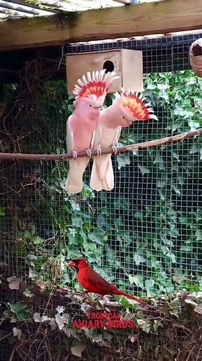🥇Major Mitchell Cockatoo in bird aviary