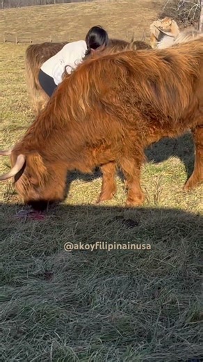 Highland Cow Eating a Placenta That Wasn’t Hers Rare Farm Behavior