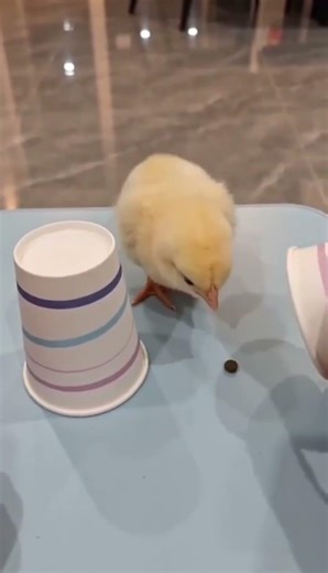 twety berd @funnypetworld2021