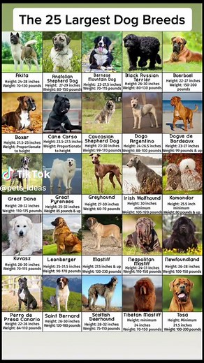 Learn to identify different breeds of dogs #dogbreed #dogsoftiktok #dog #dogs