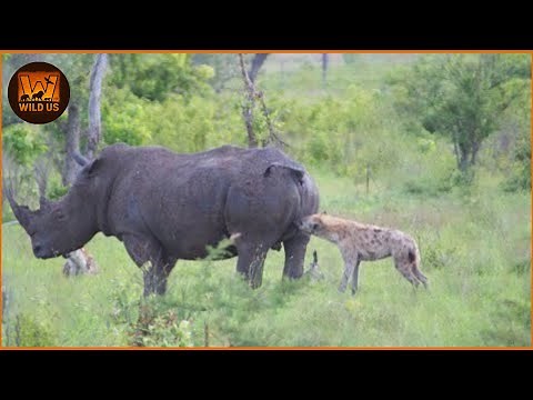 Most Unbelievable Hyena Attacks Caught on Camera | Animal Fighting