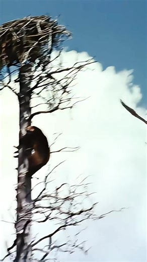 90K views · 654 reactions | #fyp #wildanimals #foryou #wildlife #wolverine #eagle #animals | B3 Clip | Facebook