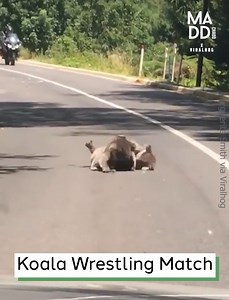 Koala Wrestling Match | Madd Chadd