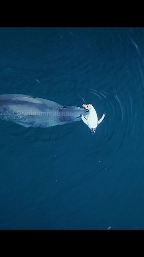 Leopard Seal Hunting Behavior and Predatory Instincts Revealed