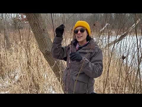 Winter Tree Identification 2021